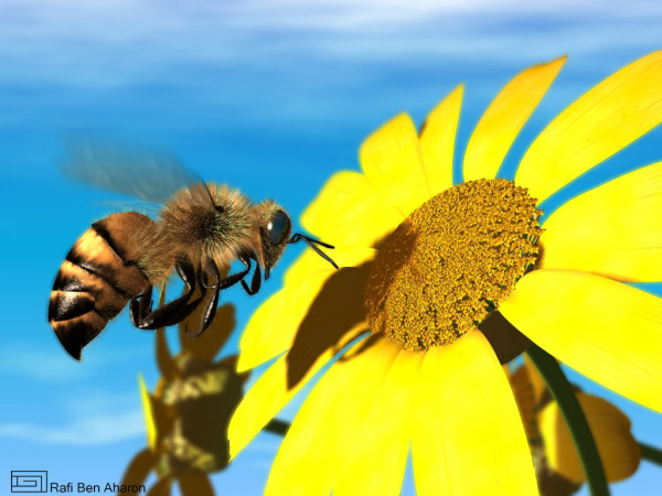 Got bees, anyone?