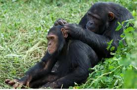 The difference between humans and chimps