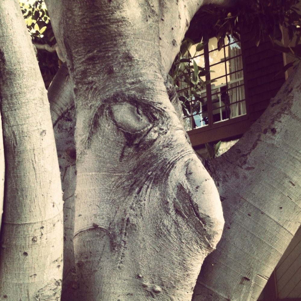 Even the trees are into Halloween